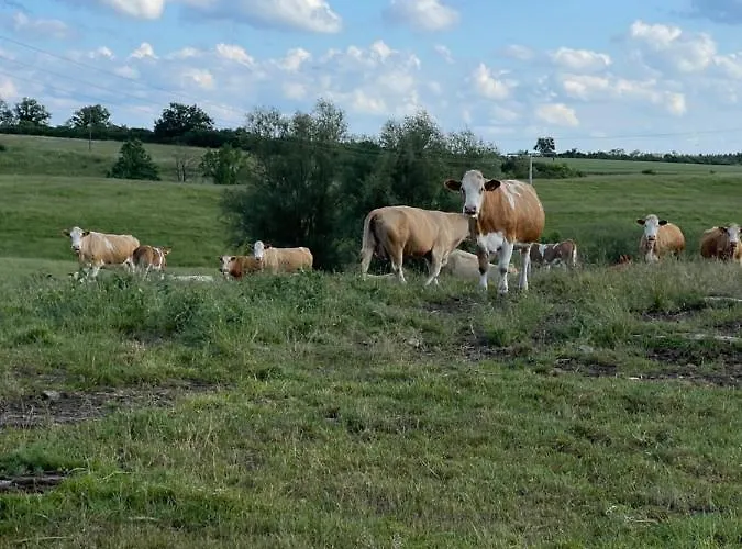 Apartmán Naturnahes, Neu Moebl.apartment, Hundefreundlich Neu Gaarz